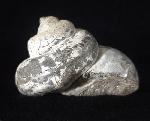 Pleurotomaria cf. actinomorphala EUDES-DESLONG-CHAMPS 1849 - Bild © FossNet FossilienStore